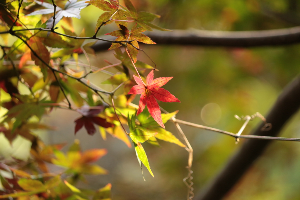 「紅葉」・・・・・・