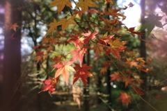 「紅葉」・・・・・