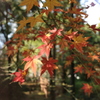 「紅葉」・・・・・