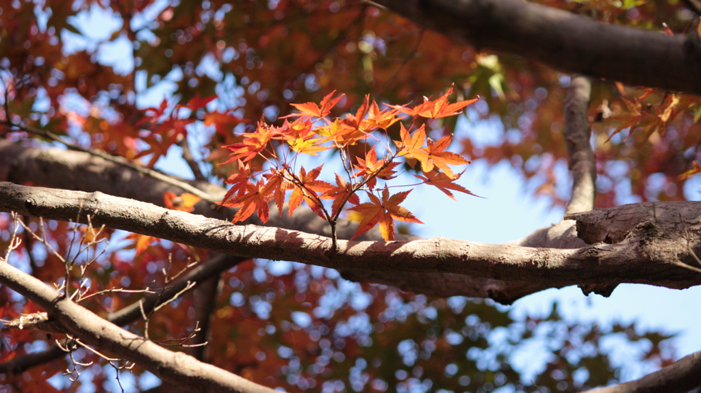 「紅葉」・・・・・