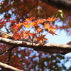 「紅葉」・・・・・