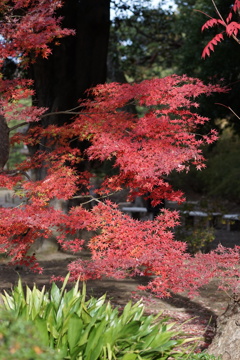 晩秋の庭園