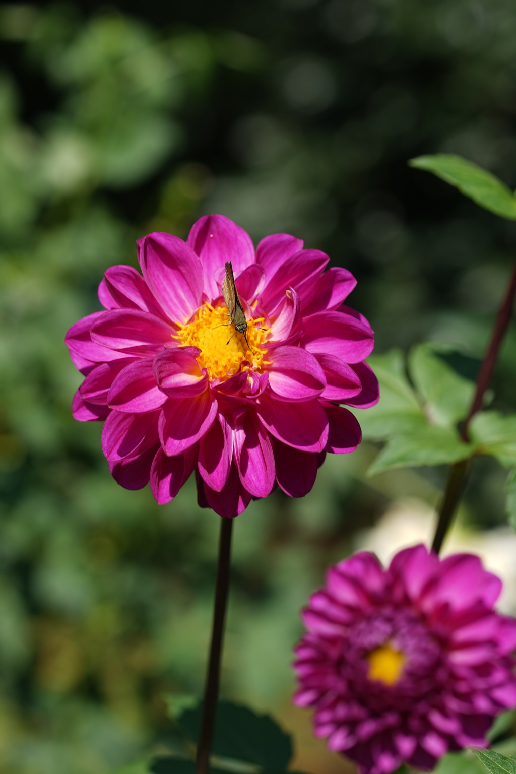 DSC02441