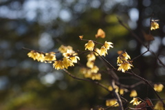 花の提灯