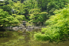 新緑の水面