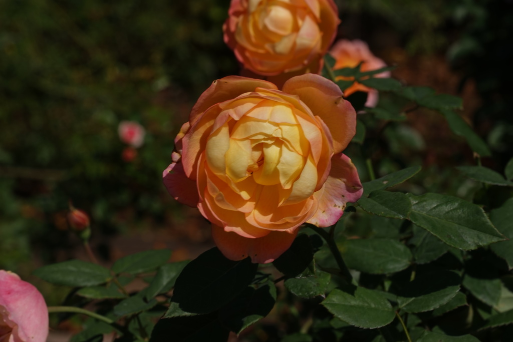 DSC02475