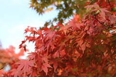 早めの紅葉狩り