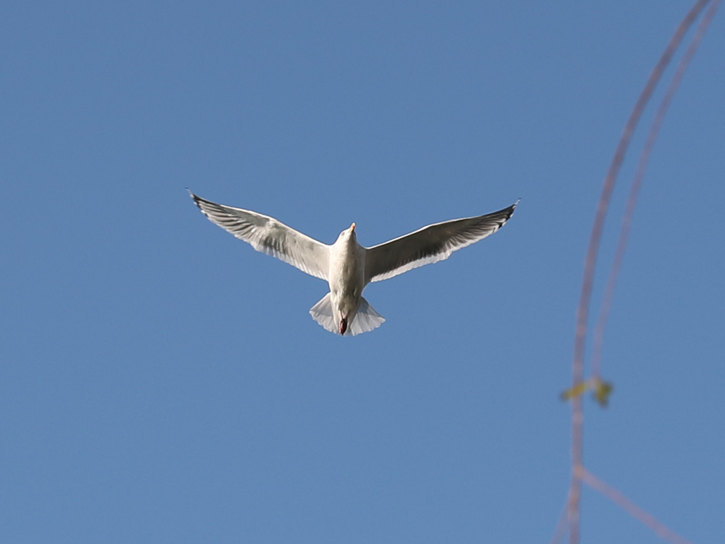 ガルウイングのコピーｄ