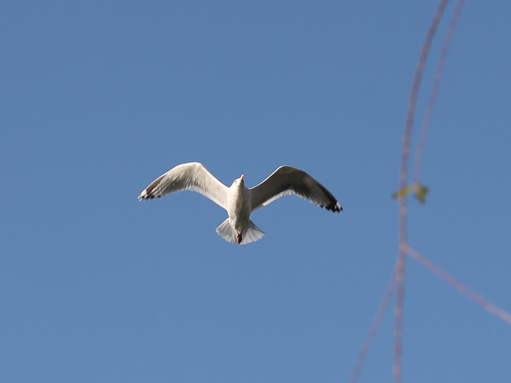 ガルウイングのコピーc