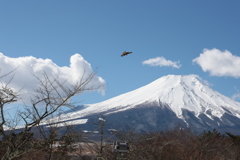 富士山と鷹ｃ