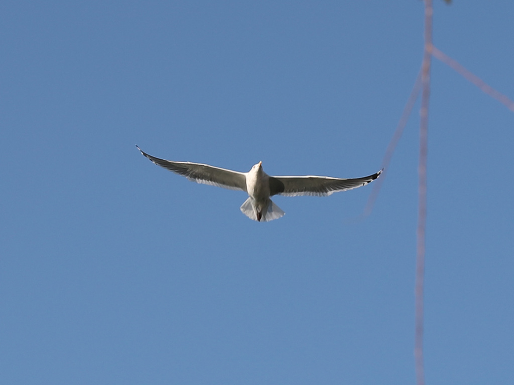 ガルウイングのコピーa