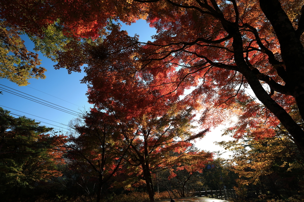 山中湖の紅葉