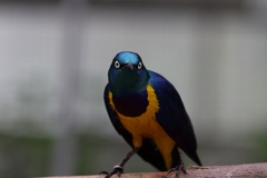 IMG_2919