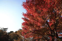 山中湖の紅葉②