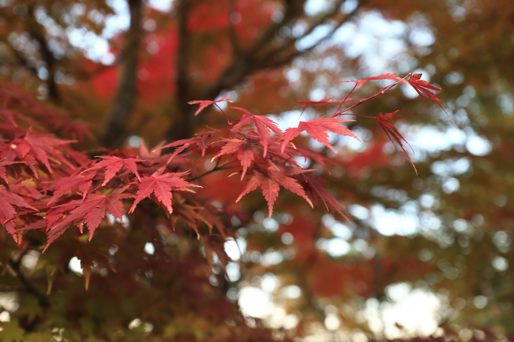 山中湖の紅葉④