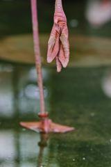 SDIM0325