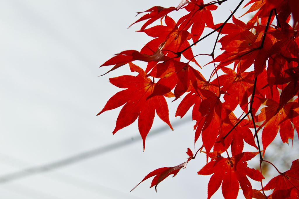 SDIM0933