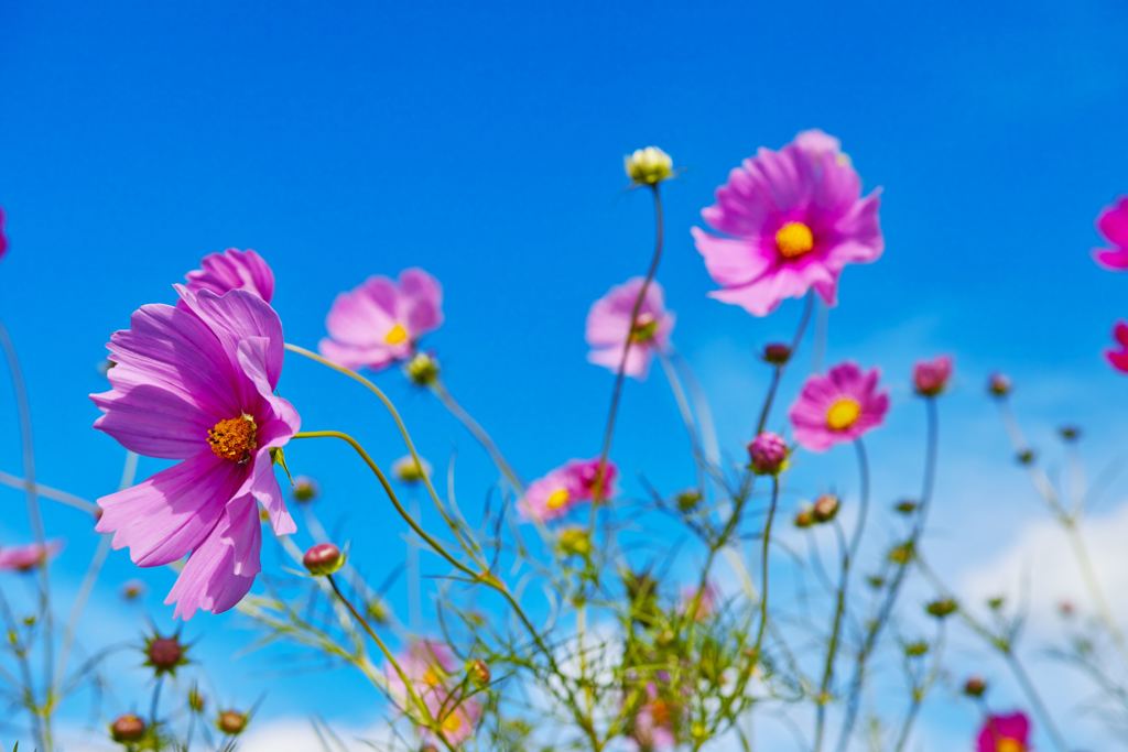 SDIM1041