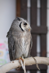 掛川花鳥園のふくろう