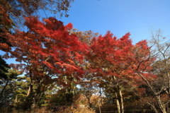 山中湖の紅葉③