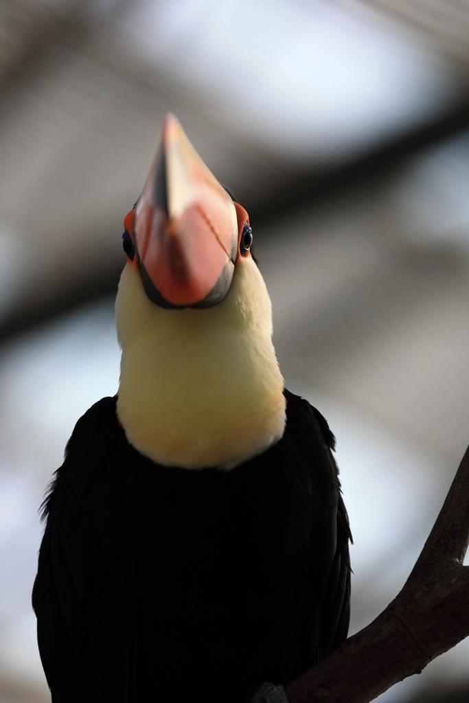 オ二オオハシ。