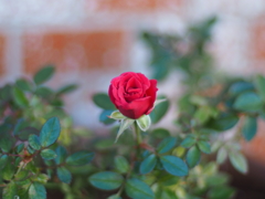 家の薔薇