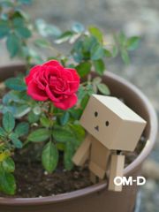 うちの薔薇