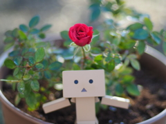 薔薇