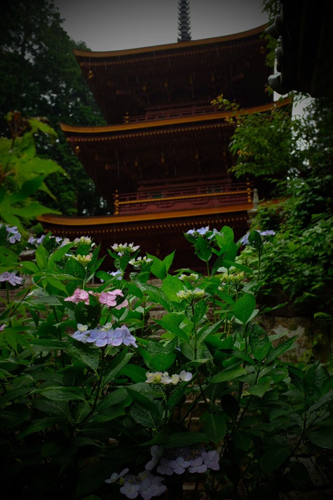 紫陽花寺