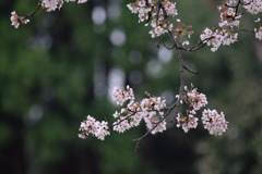 そろそろ今年の桜も・・・