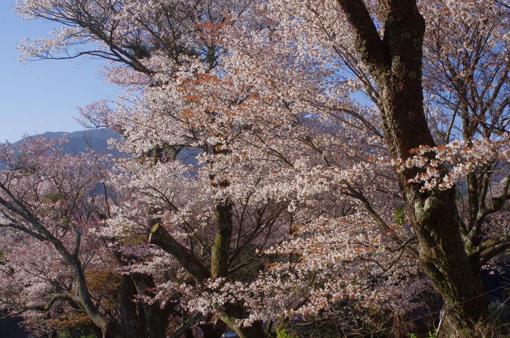 里山の春