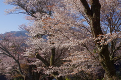 里山の春
