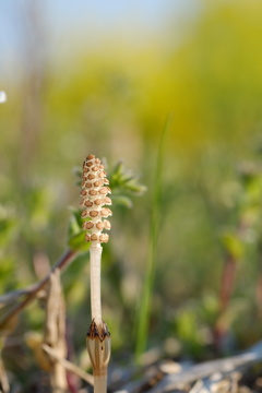 ここにも見～つけた♪