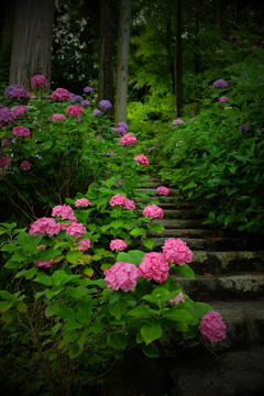 あじさいこみち