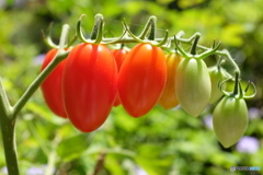 トマト♪