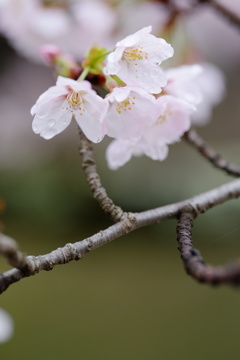 露