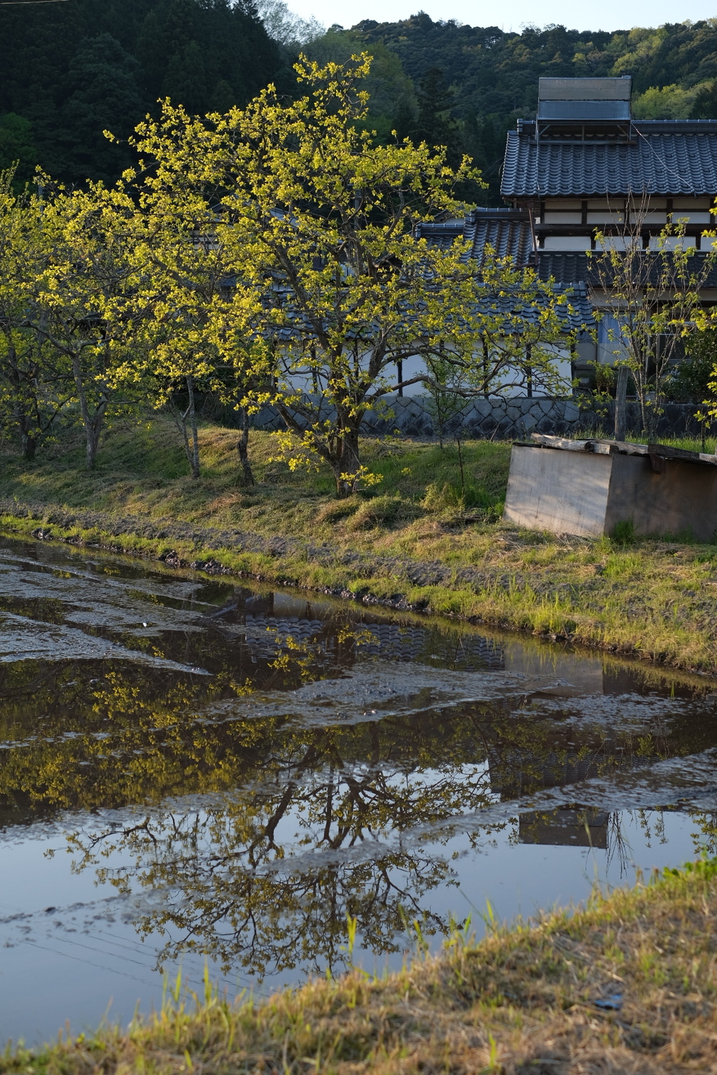 田植え間近