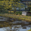田植え間近