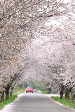 赤い車