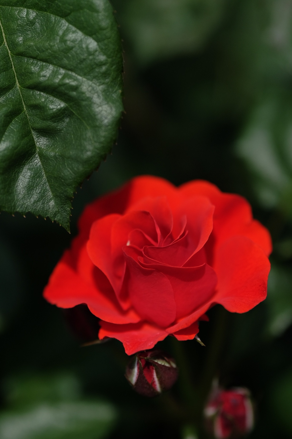 深紅