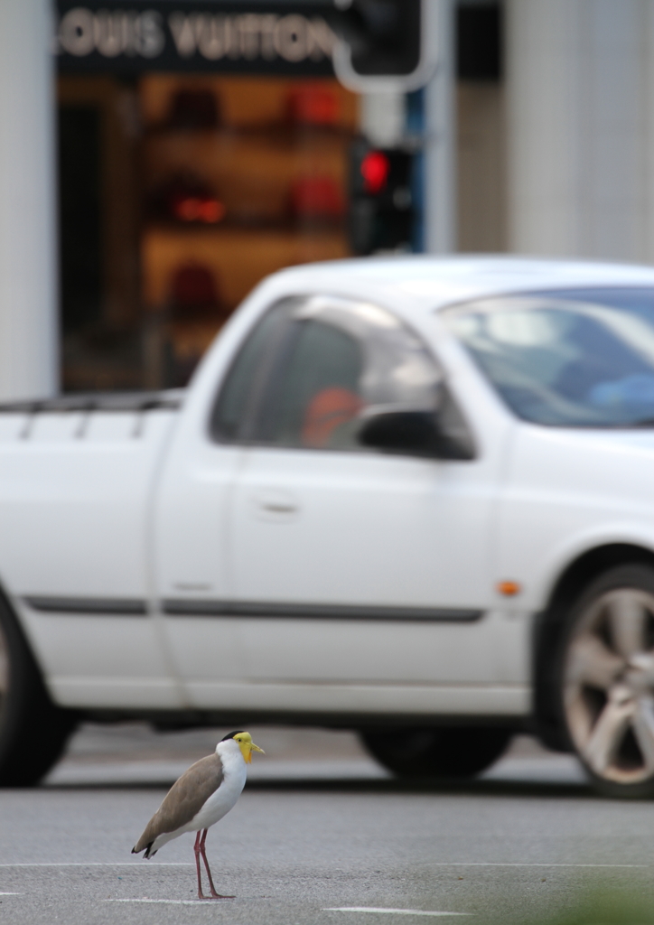 交差点のまんなかに！