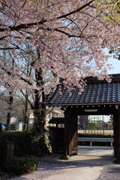 半逆光に・・・