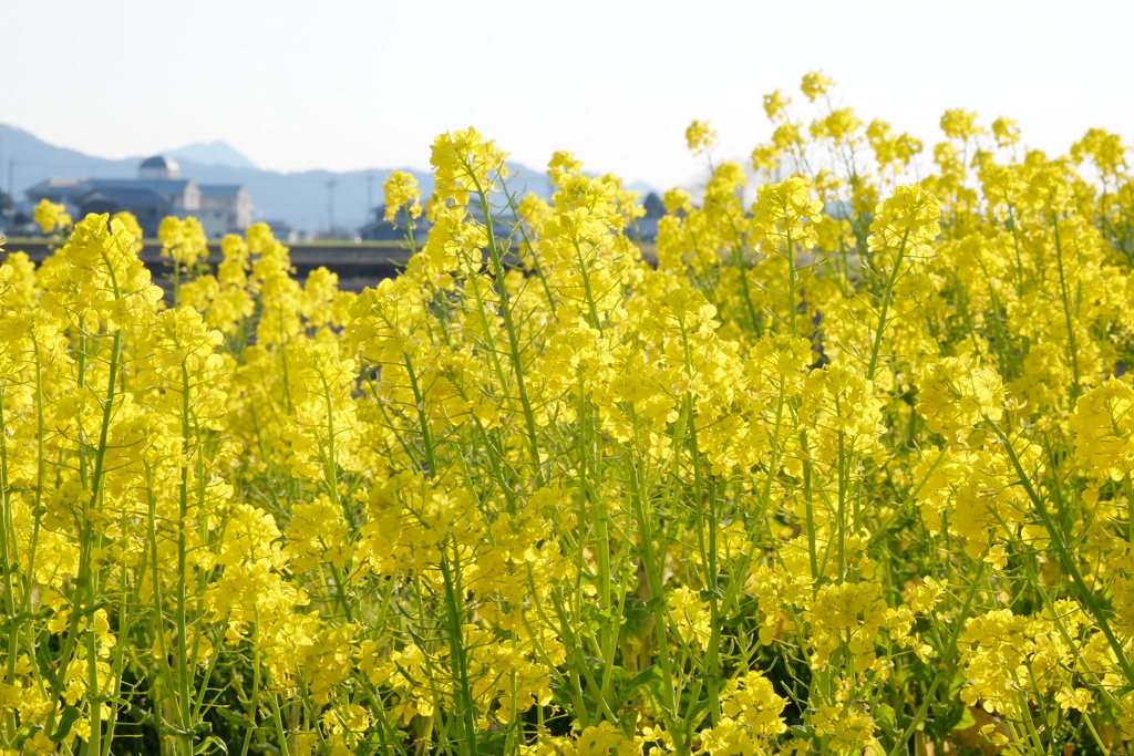 やっと春来たよ♪