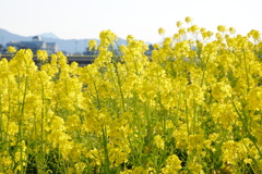 やっと春来たよ♪