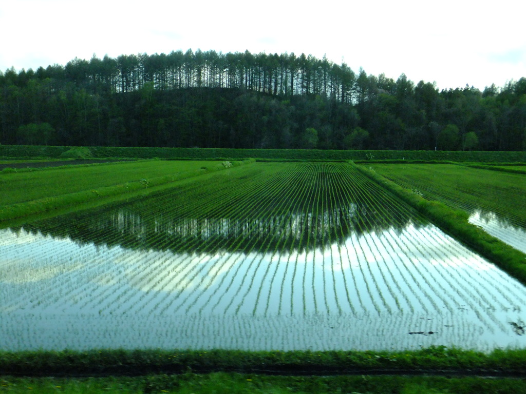 初夏