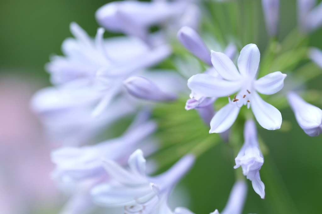 夏の高原・・・のような？