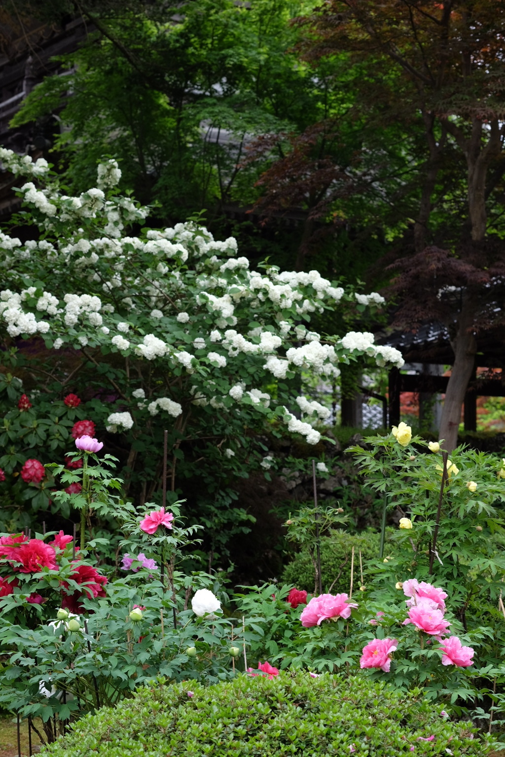 ぼたん咲くお寺