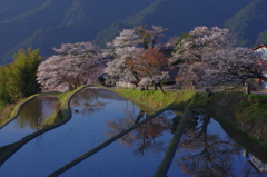 鏡桜