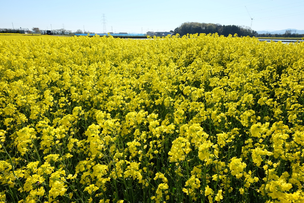 満開ひとりじめ♪
