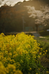 日暮れの菜の花